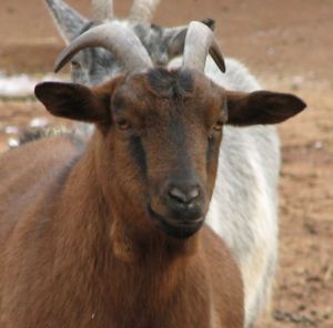 Goat Breeds Pygmy – Goats